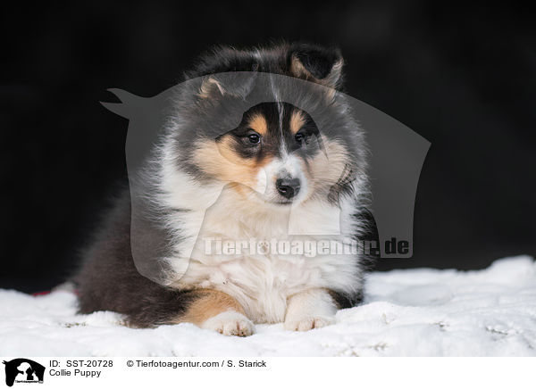 Collie Welpe / Collie Puppy / SST-20728