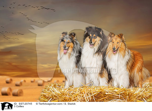 3 Collies / 3 Collies / SST-20745