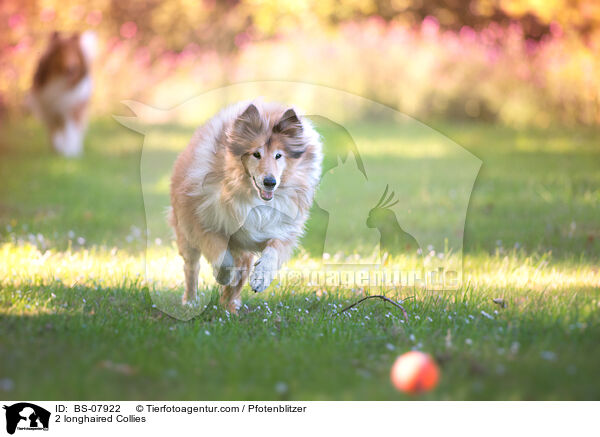 2 Langhaarcollies / 2 longhaired Collies / BS-07922