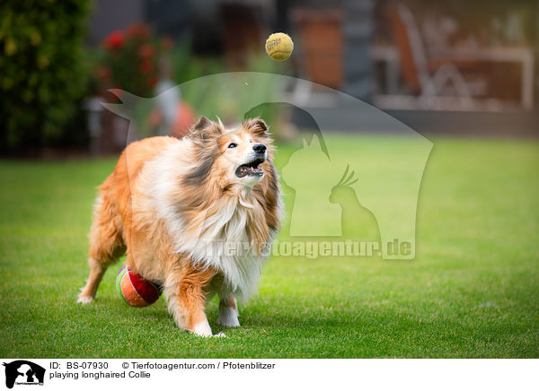 spielender Langhaarcollie / playing longhaired Collie / BS-07930
