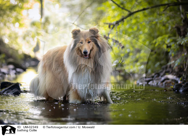 badender Collie / bathing Collie / UM-02349