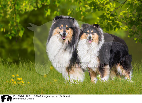 two tricolour Collies / SST-21286