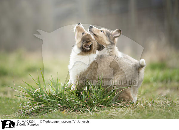 2 Collie Puppies / VJ-03204