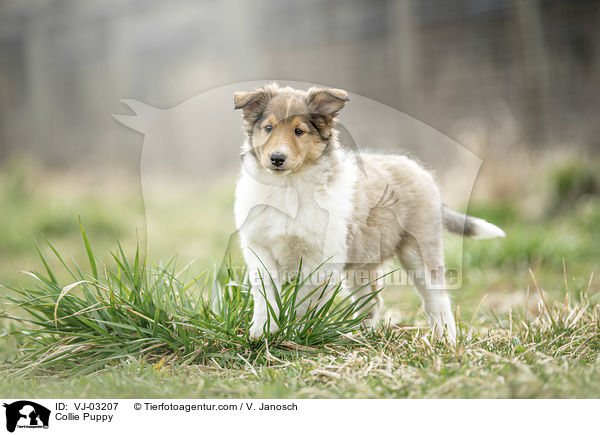 Collie Puppy / VJ-03207