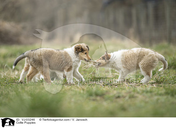 Collie Welpen / Collie Puppies / VJ-03246
