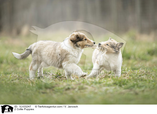 2 Collie Welpen / 2 Collie Puppies / VJ-03247