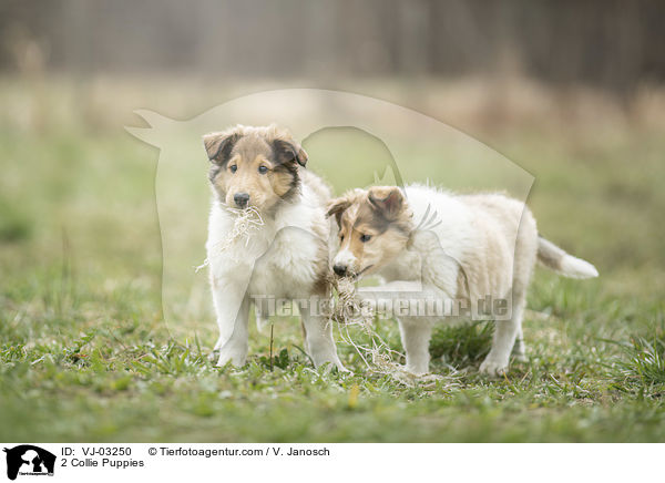 2 Collie Welpen / 2 Collie Puppies / VJ-03250