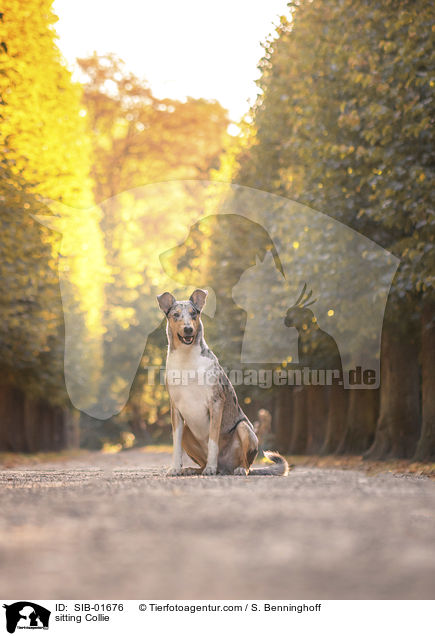 sitting Collie / SIB-01676