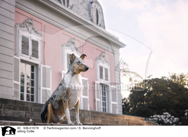 sitting Collie / SIB-01678