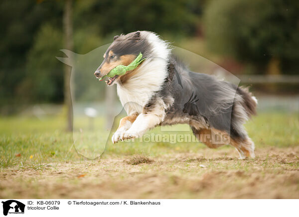dreifarbiger Collie / tricolour Collie / KB-06079