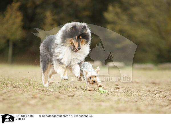 2 Hunde / 2 dogs / KB-06480