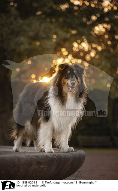 longhaired male collie / SIB-02033