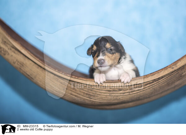 2 Wochen alter Collie Welpe / 2 weeks old Collie puppy / MW-23315