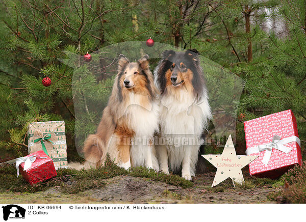 2 Collies / 2 Collies / KB-06694