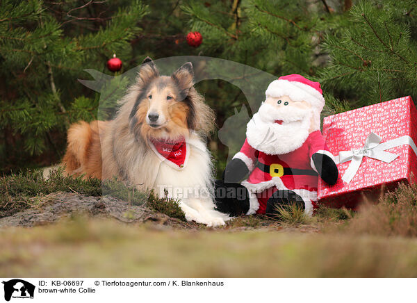 braun-weier Collie / brown-white Collie / KB-06697
