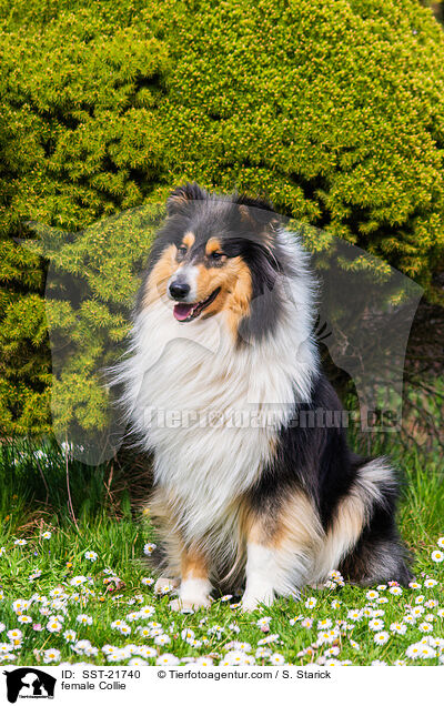 Collie Hndin / female Collie / SST-21740