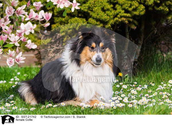 Collie Hndin / female Collie / SST-21742