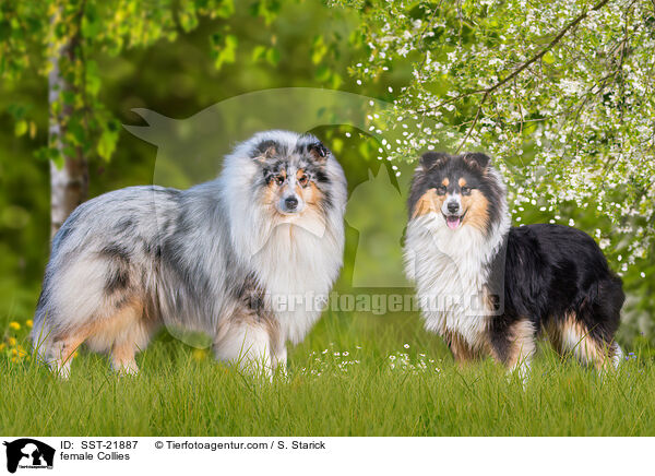Collie Hndinnen / female Collies / SST-21887