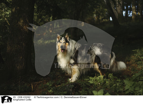 Langhaarcollie / longhaired Collie / CDE-03092