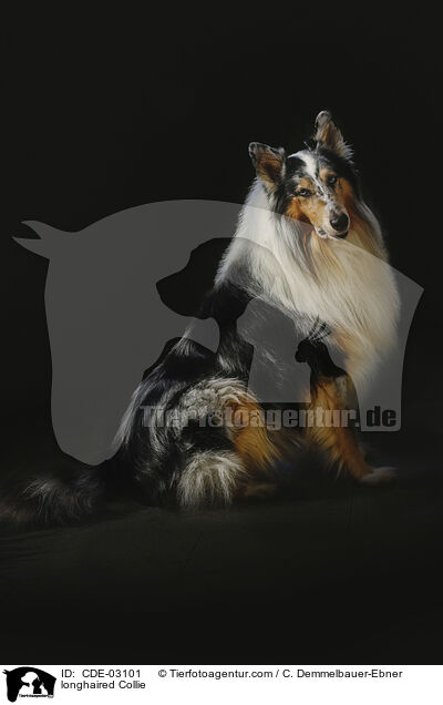 longhaired Collie / CDE-03101