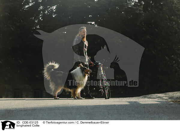 Langhaarcollie / longhaired Collie / CDE-03125