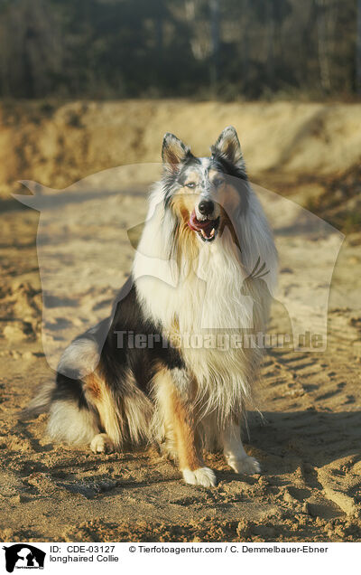 Langhaarcollie / longhaired Collie / CDE-03127