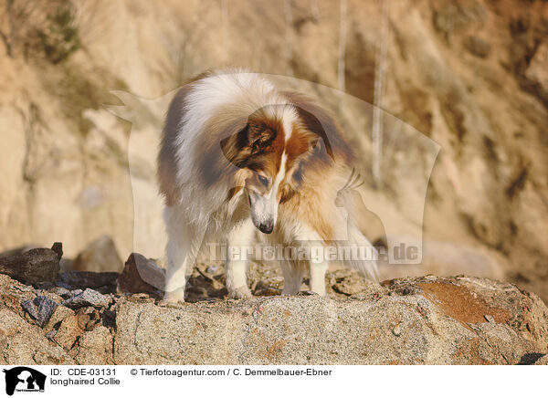 Langhaarcollie / longhaired Collie / CDE-03131