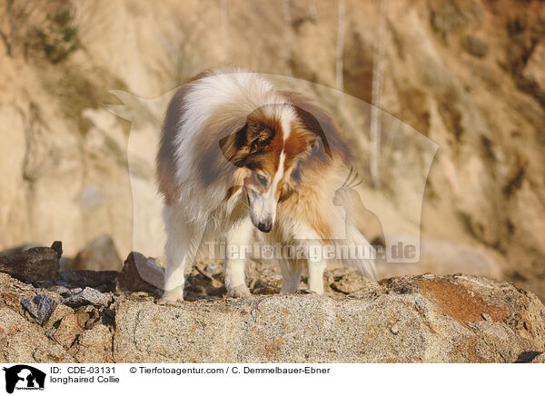longhaired Collie / CDE-03131