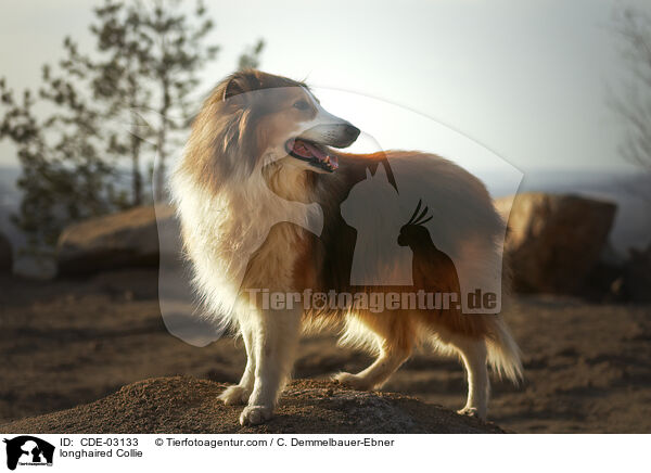 Langhaarcollie / longhaired Collie / CDE-03133