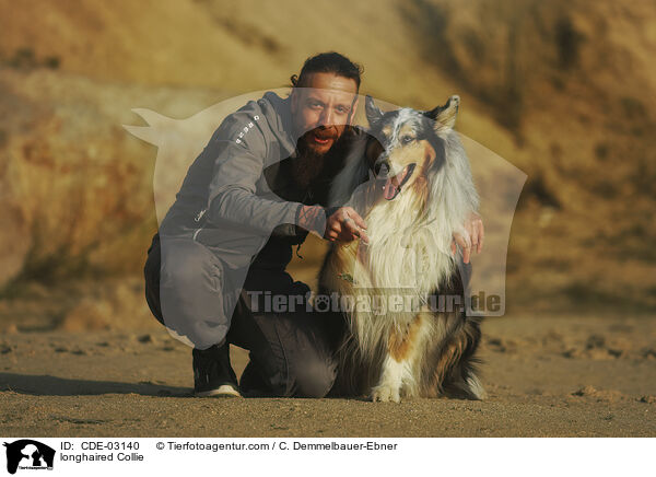 Langhaarcollie / longhaired Collie / CDE-03140