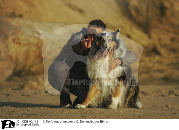 Langhaarcollie / longhaired Collie / CDE-03141