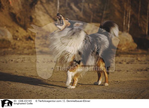 Langhaarcollie / longhaired Collie / CDE-03145