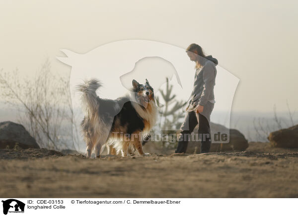 Langhaarcollie / longhaired Collie / CDE-03153