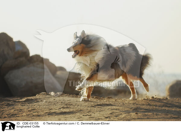 Langhaarcollie / longhaired Collie / CDE-03155