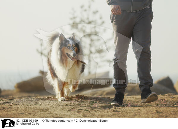 Langhaarcollie / longhaired Collie / CDE-03159