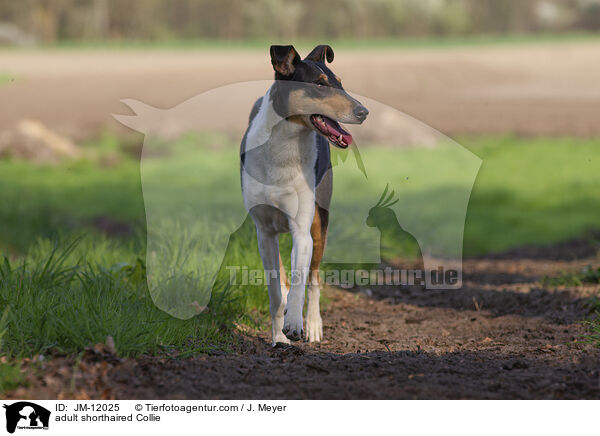 adult shorthaired Collie / JM-12025