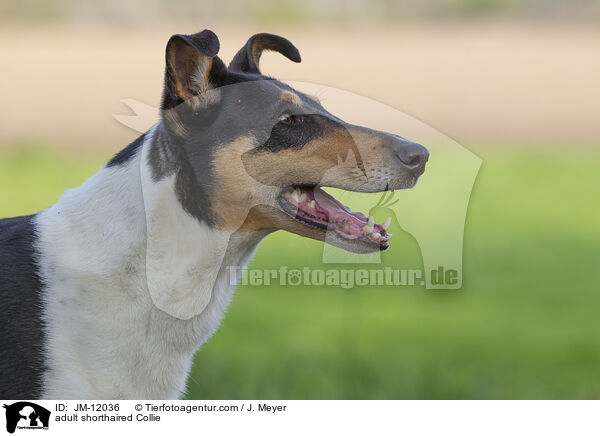 adult shorthaired Collie / JM-12036