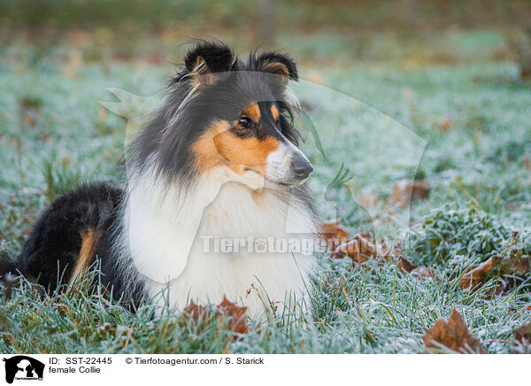 Collie Hndin / female Collie / SST-22445