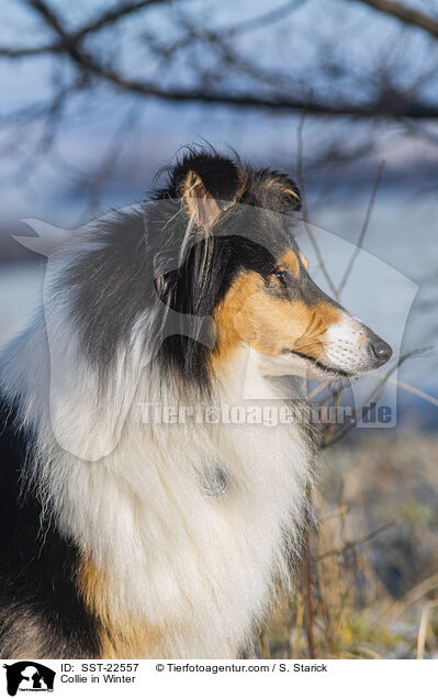 Collie im Winter / Collie in Winter / SST-22557