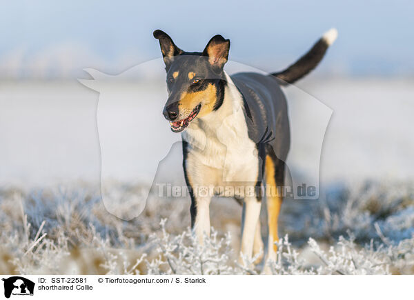 shorthaired Collie / SST-22581