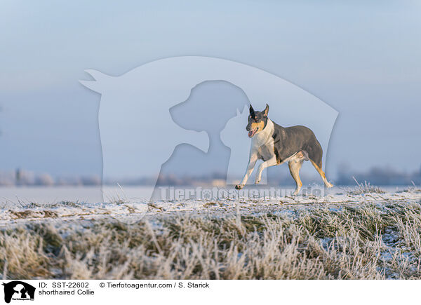 shorthaired Collie / SST-22602