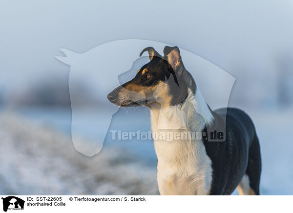 shorthaired Collie / SST-22605