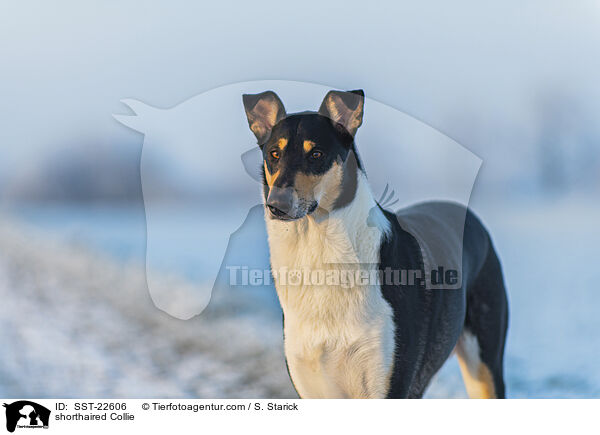 shorthaired Collie / SST-22606