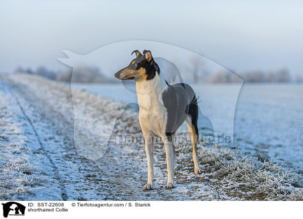 shorthaired Collie / SST-22608