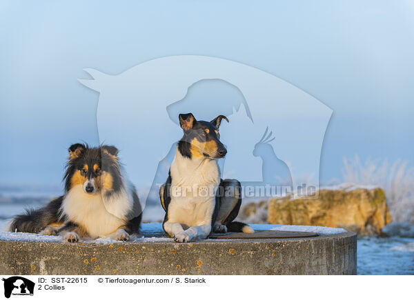2 Collies / SST-22615