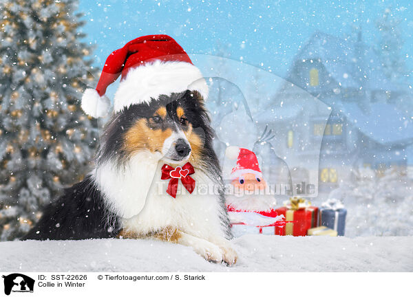 Collie im Winter / Collie in Winter / SST-22626