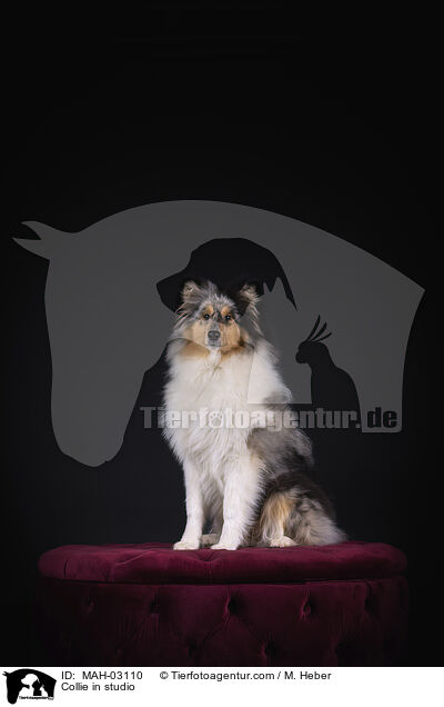 Collie in studio / MAH-03110