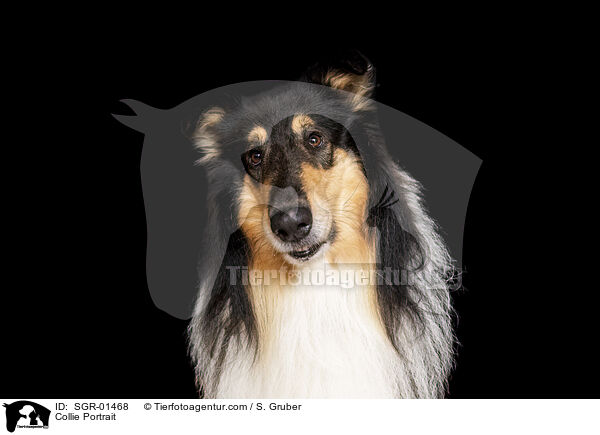 Collie Portrait / SGR-01468