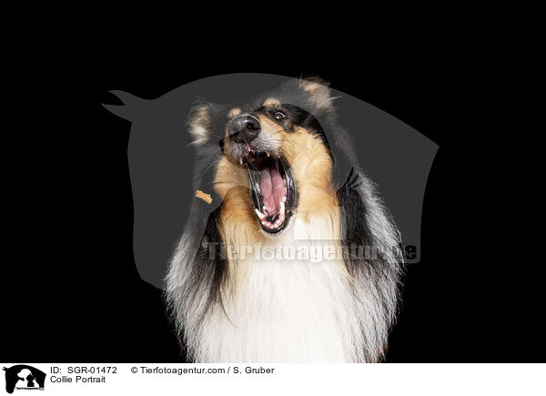 Collie Portrait / SGR-01472
