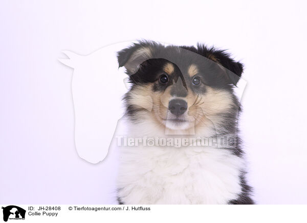 Collie Puppy / JH-28408